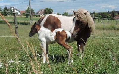 Location de poneys