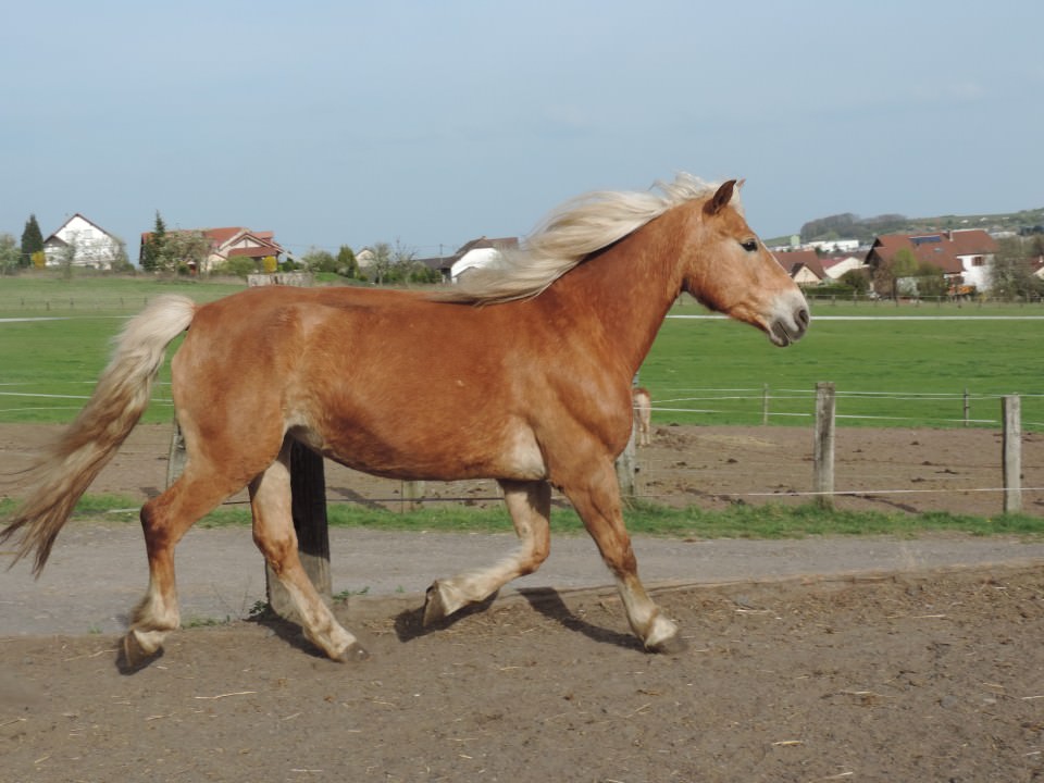 Kamilla D'As, poulinière.