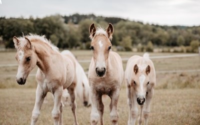 HAFLINGER 2025