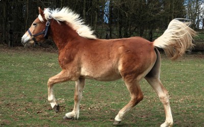 OZAIO WINZ DEL NAVAJO, HAFLINGER, 1 AN.