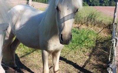 ORTENSIA DEL NAVAJO, OC, 1 AN