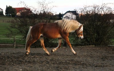 LYOS AX DU NEBOUZAN, HAFLINGER
