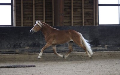 LYOS AX DU NEBOUZAN, HAFLINGER
