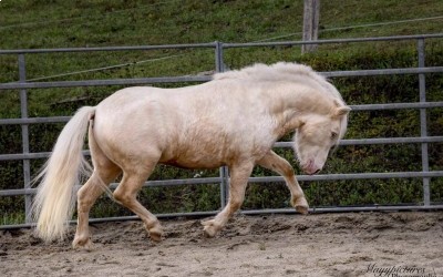 XTRA CREMIG VON KESSEN, SHETLAND, 11 ANS.