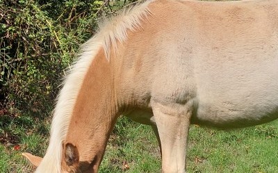 PREMS WINZ DEL NAVAJO, HAFLINGER, FOAL
