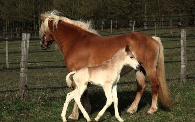 PREMS WINZ DEL NAVAJO, HAFLINGER, FOAL