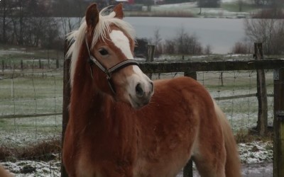 PREMS WINZ DEL NAVAJO, HAFLINGER, 1 AN