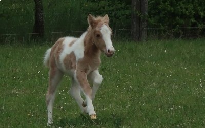 POMELO DEL NAVAJO, SHETLAND, FOAL.