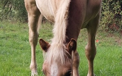PUNCH WINZ DEL NAVAJO, HAFLINGER, FOAL