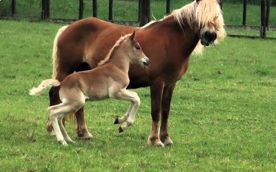 PUNCH WINZ DEL NAVAJO, HAFLINGER, FOAL.
