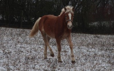 PUNCH WINZ DEL NAVAJO, HAFLINGER, 1 AN
