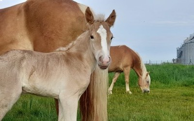 POMEROL AKSEL, HAFLINGER, FOAL