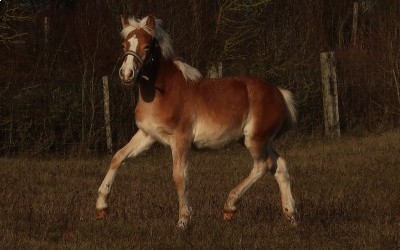 POMEROL AKSEL, HAFLINGER, 1 AN