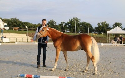 OJARO MAR DEL NAVAJO, HAFLINGER, 1 AN