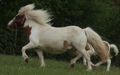 FREYA DES IRIS, SHET, 10 ANS