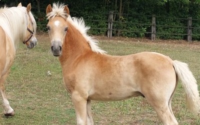 PABLO WIN DEL NAVAJO, HAFLINGER, FOAL