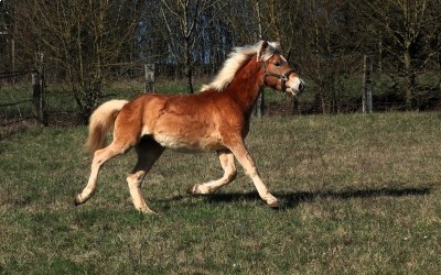 PABLO WIN DEL NAVAJO, HAFLINGER, 1 AN