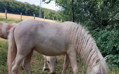 ODESSA DEL NAVAJO, SHETLAND, 1 AN