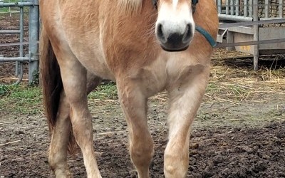 OLEDJA CEL DEL NAVAJO, HAFLINGER, 1 AN