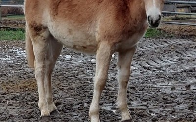 PEDRA OMA DEL NAVAJO, HAFLINGER, FOAL