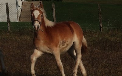 PEDRA OMA DEL NAVAJO, HAFLINGER, 1 AN