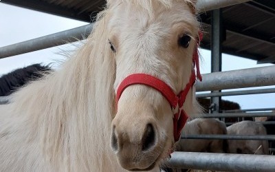 ORTENSIA DEL NAVAJO, OC, 2 ANS.