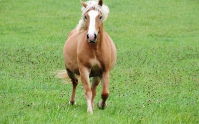 DAHLIA, HAFLINGER, 13 ANS