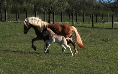QIM CARA DEL NAVAJO, HAFLINGER, FOAL,