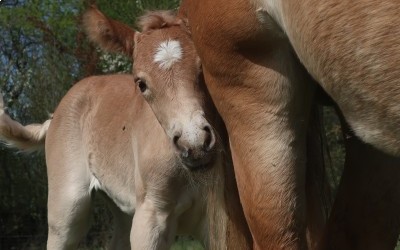 QENCY D'AS DEL NAVAJO, HAFLINGER, FOAL