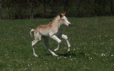 QALVIN MAR DEL NAVAJO, HAFLINGER, FOAL