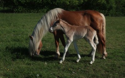 QARL WINZ DEL NAVAJO, HAFLINGER, FOAL
