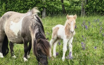 QOCLICOT DEL NAVAJO, SHETLAND, FOAL