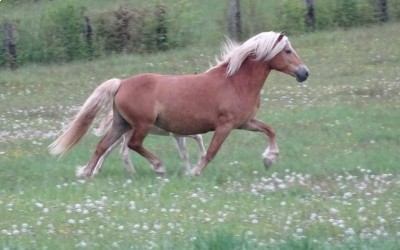GAHINA OMA DEL NAVAJO, HAFLINGER, 10 ANS