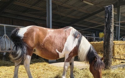 LOLOTTE, ONC PONEY, 21 ANS LOLOTTE, ONC PONEY, 21 ANS