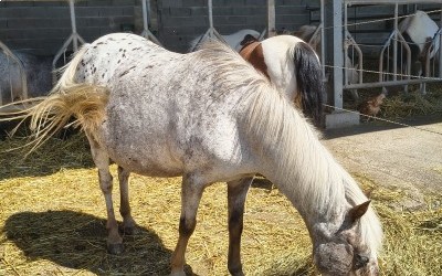 JILS, ONC PONEY, 19 ANS JILS, ONC PONEY, 19 ANS