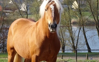 Every Winz, haflinger.