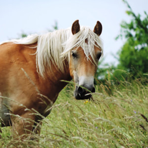 Vente de chevaux haflinger